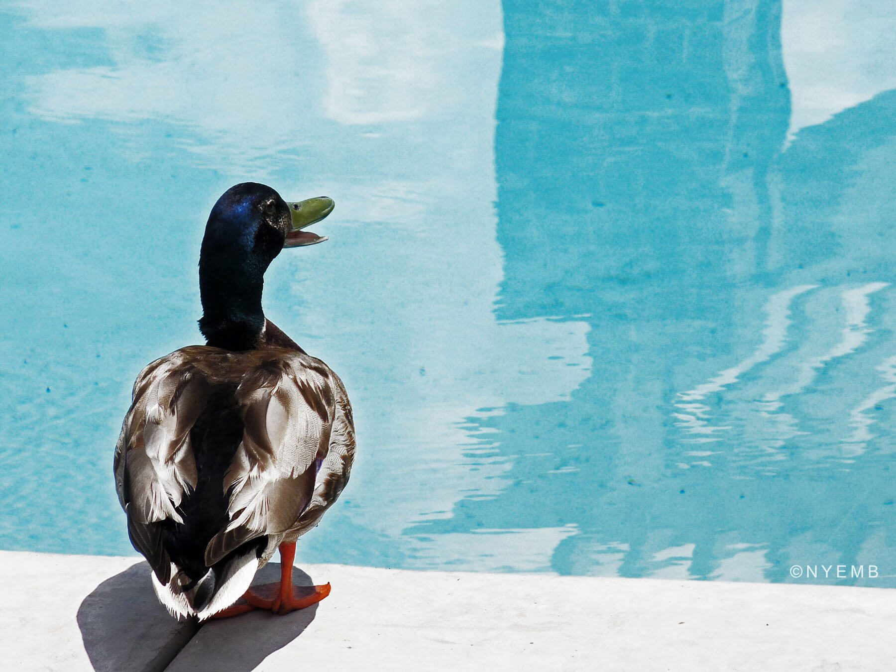 Tips and Tricks to Keep Ducks and Geese Out of Your Pool