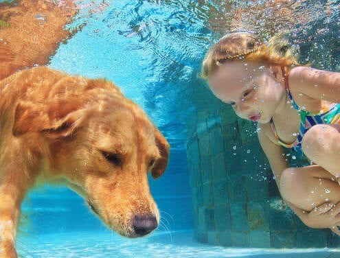 Tips for Keeping Your Dog Safe in Water