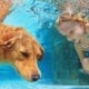 Tips for Keeping Your Dog Safe in Water