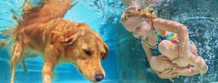 Tips for Keeping Your Dog Safe in Water