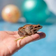 How to Keep Frogs Out of the Pool