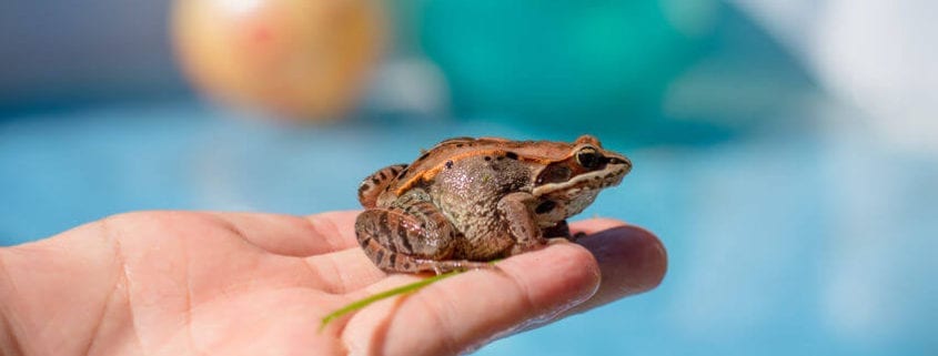 How to Keep Frogs Out of the Pool