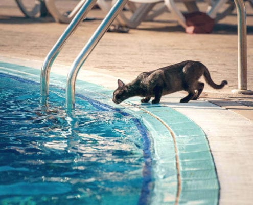 Pool Safety for Cats