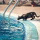 Pool Safety for Cats