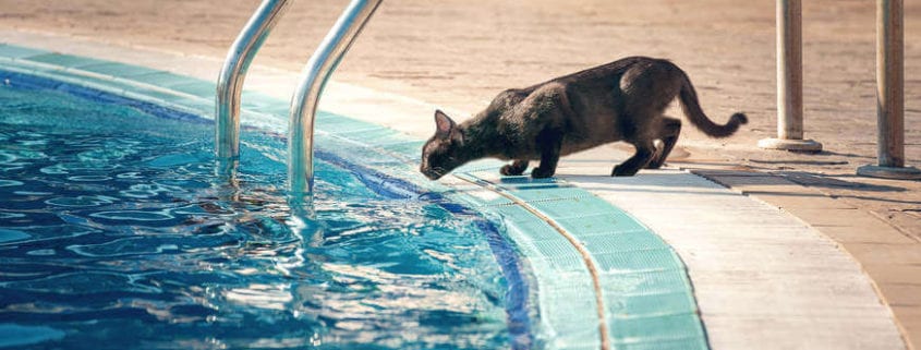 Pool Safety for Cats