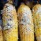 Parmesan Grilled Corn