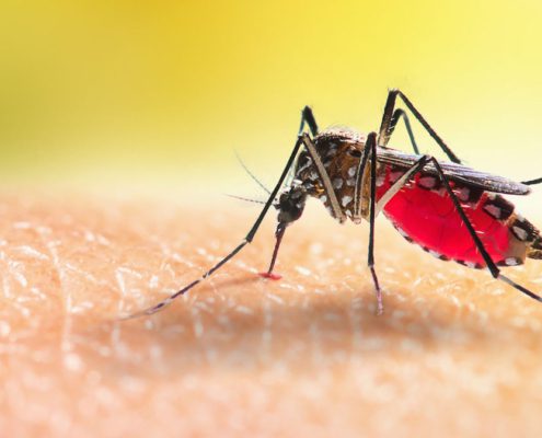 Get a Handle on Mosquitos Before Your Labor Day Party