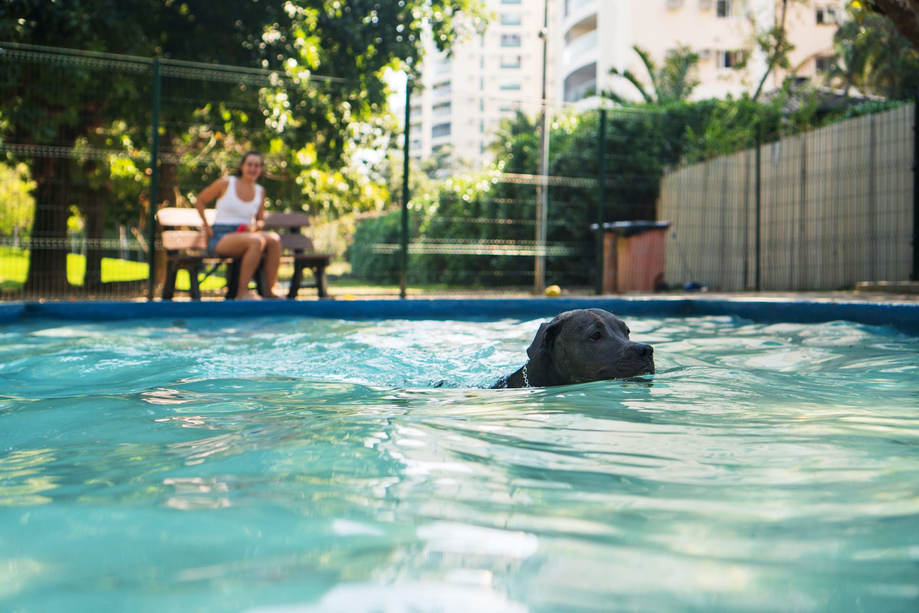 dog in the pool