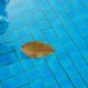 Fall Tips for Your Pool: Leaf Removal