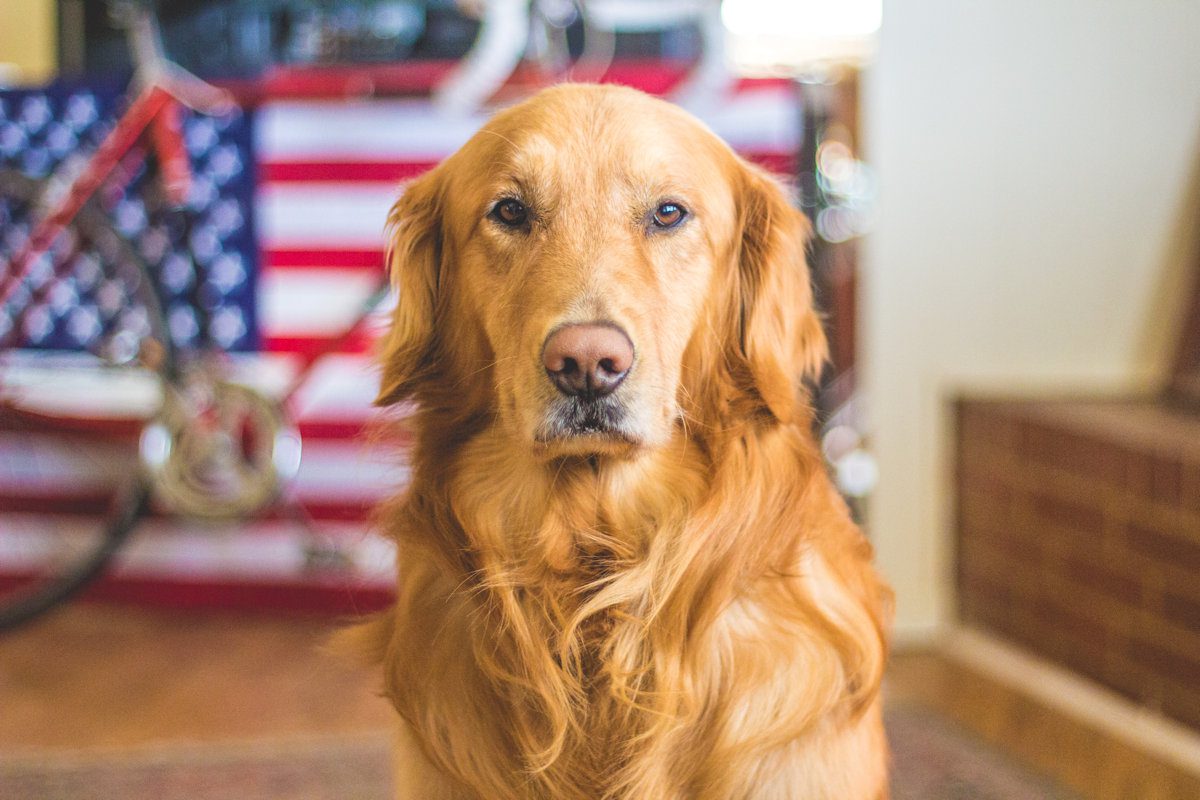 Fourth of July dog