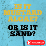 Pool Care - Is It Mustard Algae or Sand?