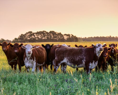 What Part of the Cow Does Brisket Come From