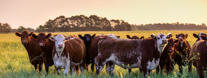 What Part of the Cow Does Brisket Come From